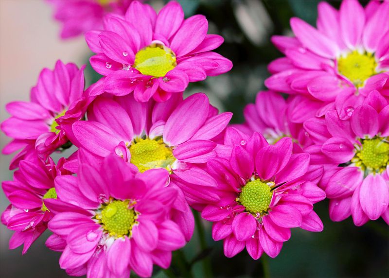 Chrysanthemum
