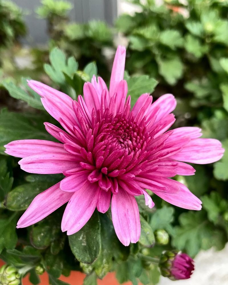 Chrysanthemum