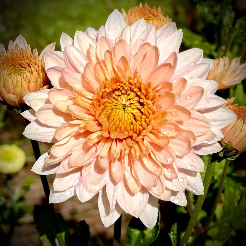 Chrysanthemum