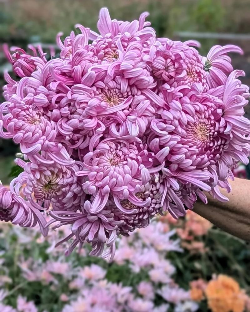 Chrysanthemum