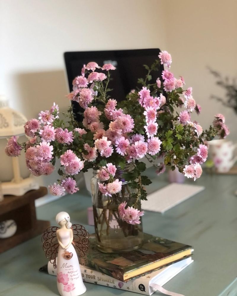 Chrysanthemum Cheer