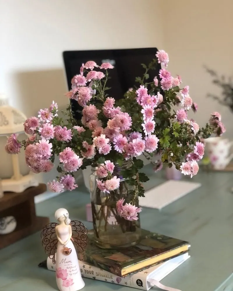 Chrysanthemum Cheer
