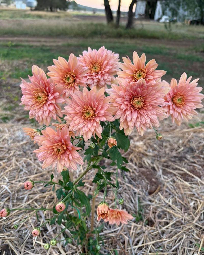 Chrysanthemum