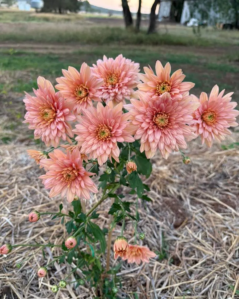 Chrysanthemum