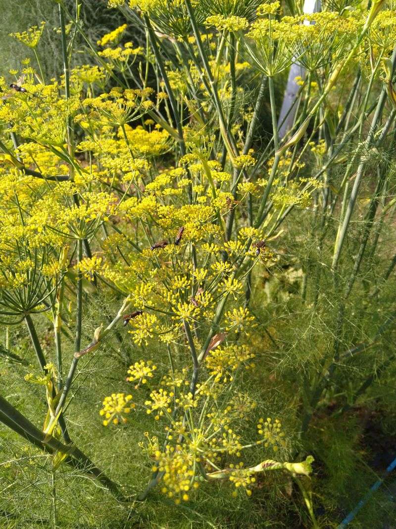 Fennel Charm