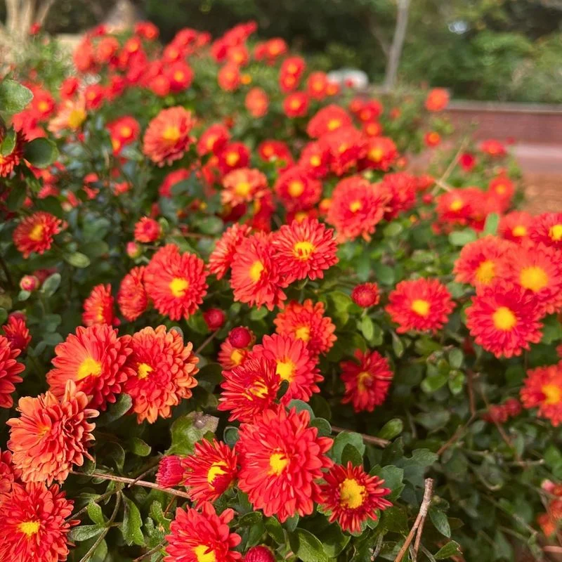 Chrysanthemums