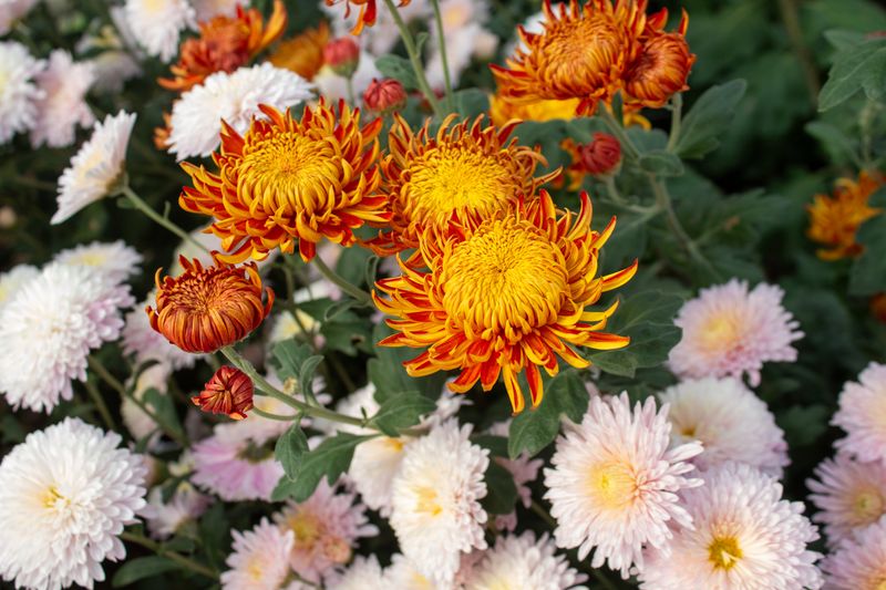 Chrysanthemums