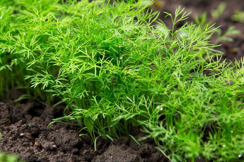 Dill