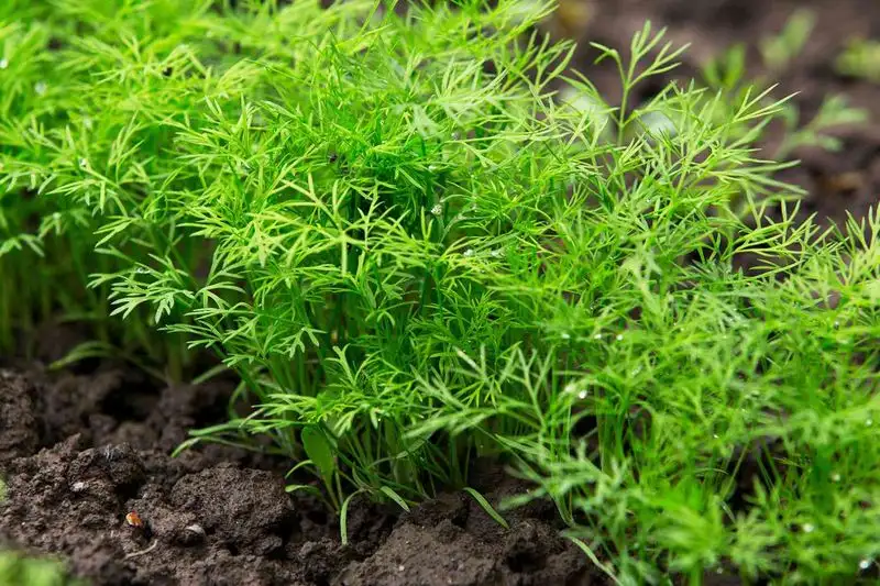 Dill