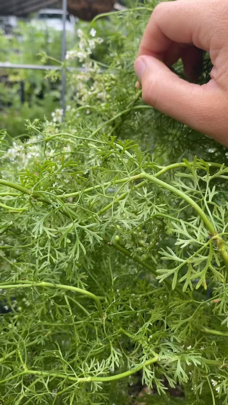 Cilantro