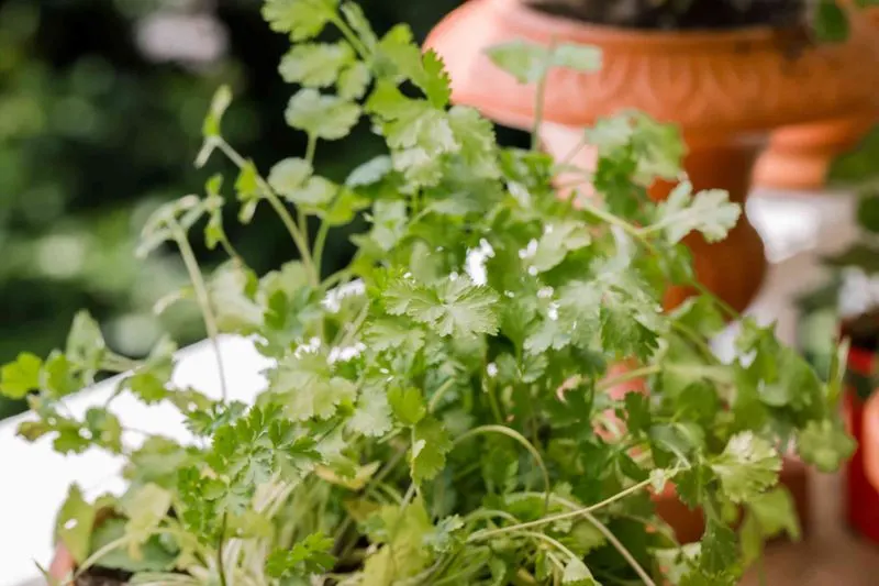 Cilantro