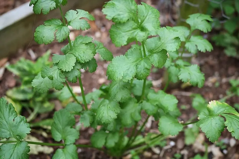 Cilantro