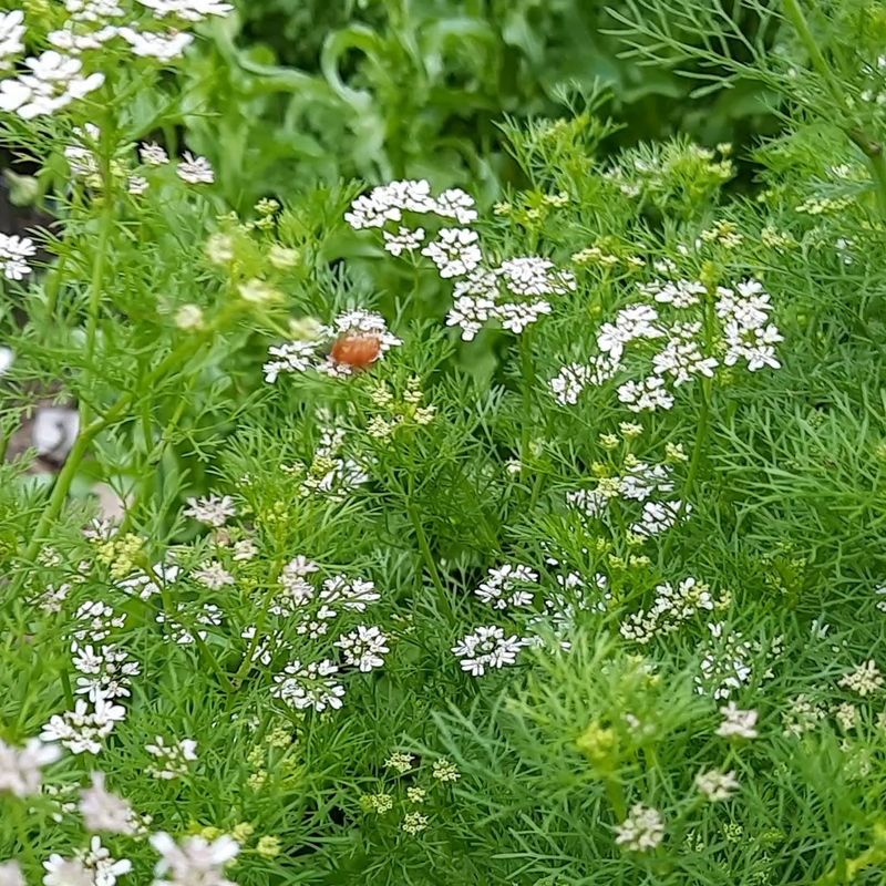 Cilantro