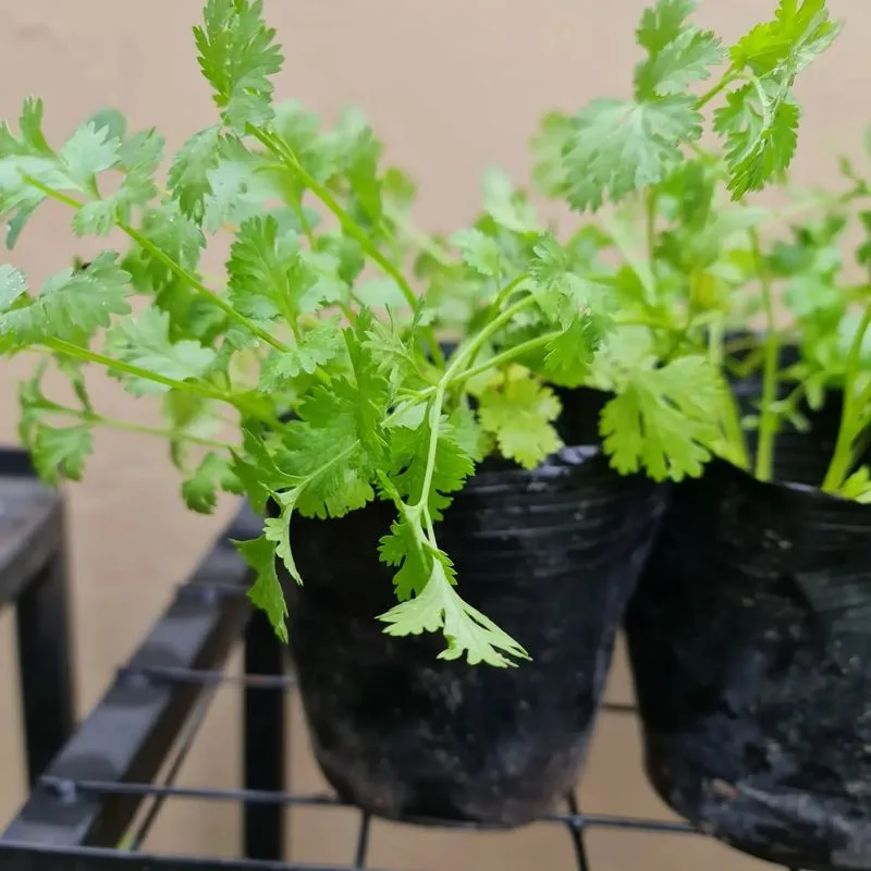 Cilantro