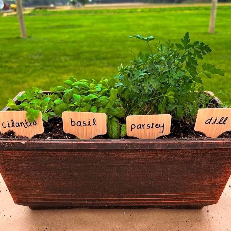 Cilantro