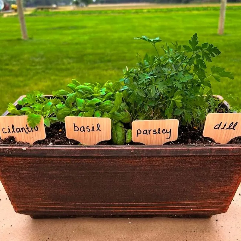 Cilantro