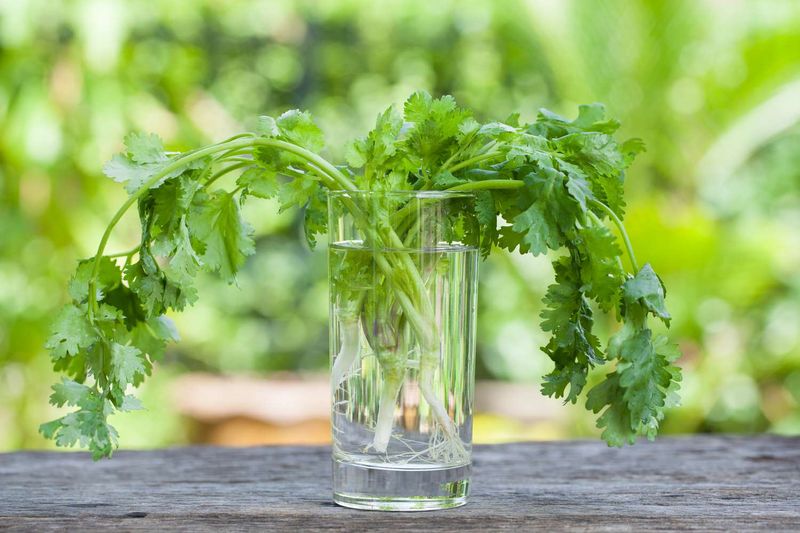 Cilantro