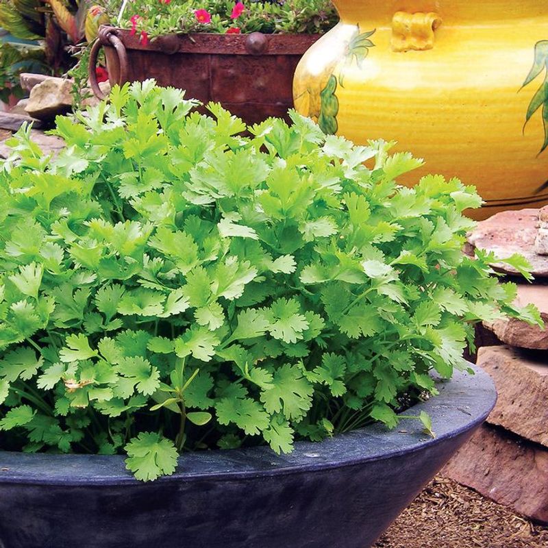 Cilantro