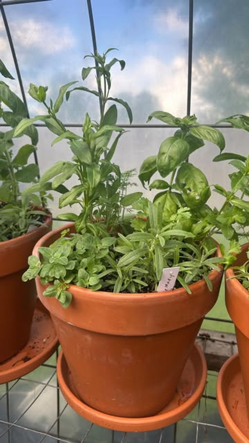 Cilantro