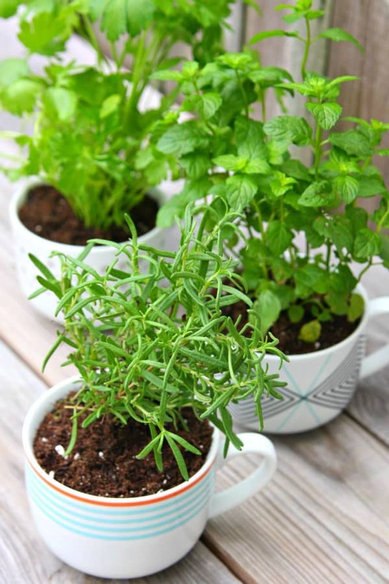 Cilantro