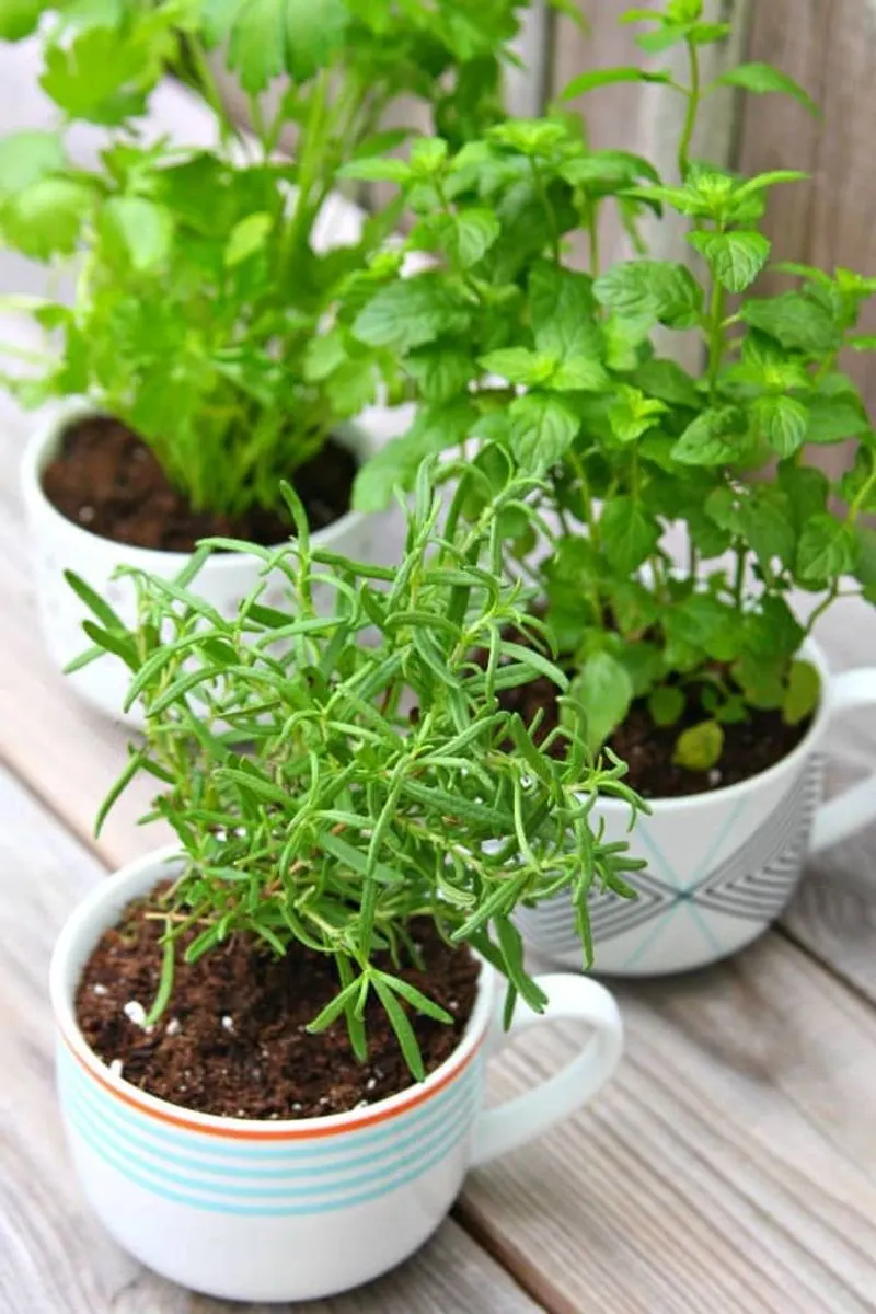 Cilantro