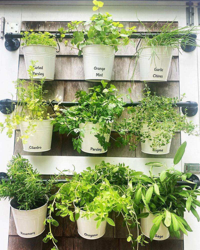 Cilantro