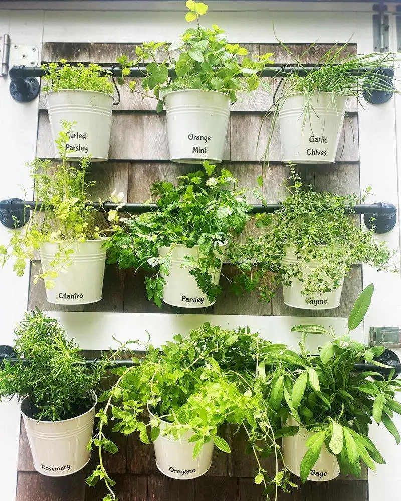 Cilantro