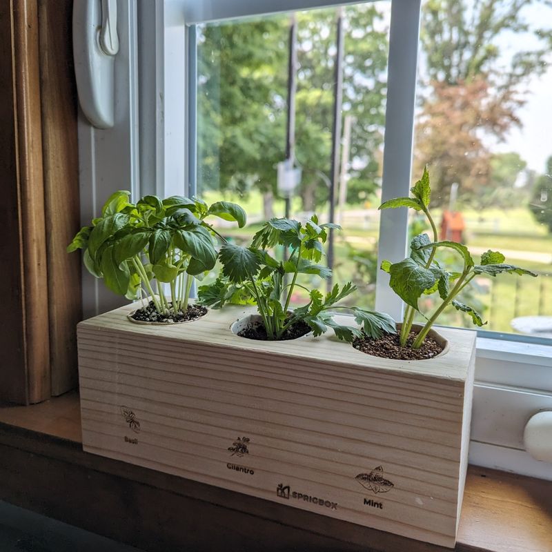 Cilantro