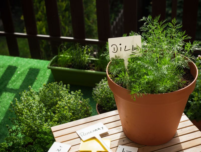 Dill
