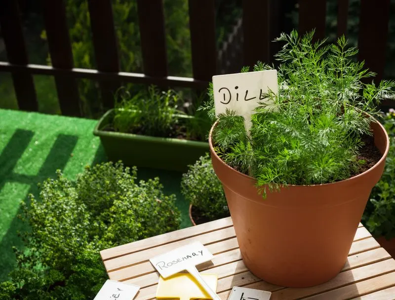 Dill