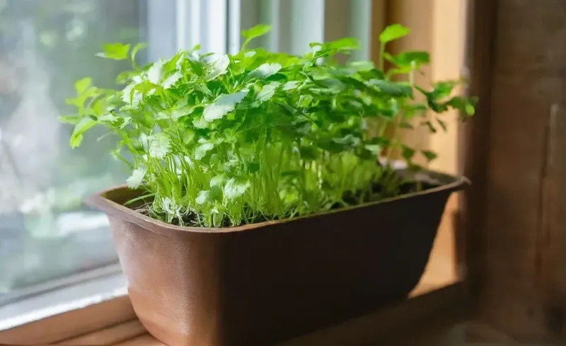 Cilantro (Coriander)