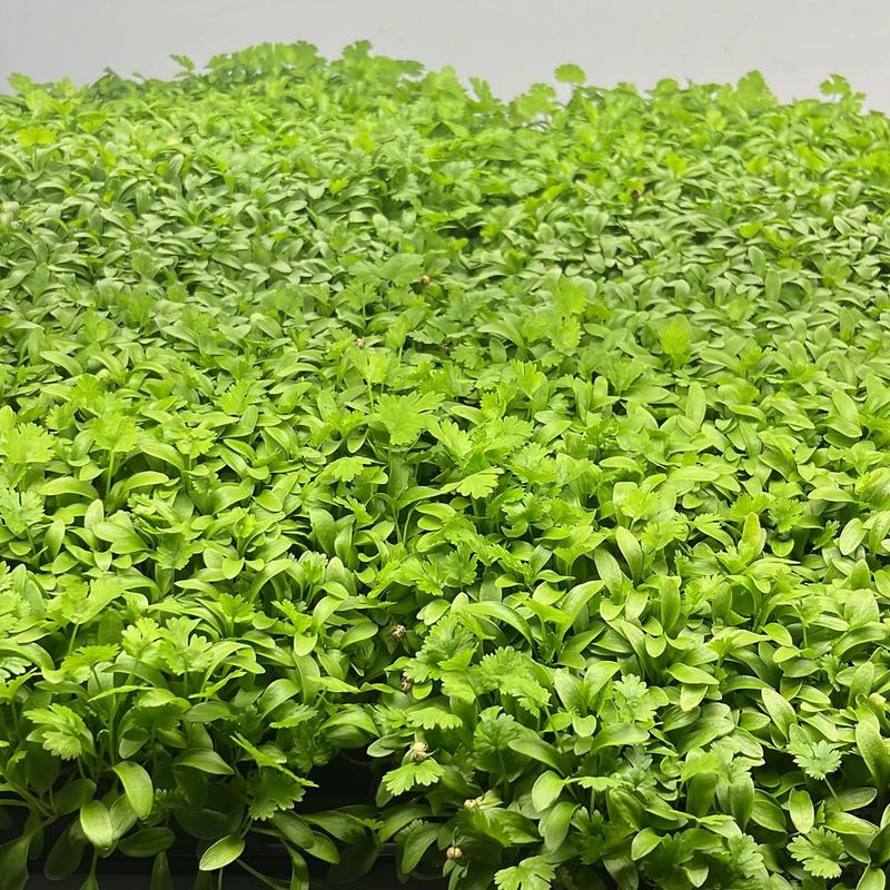 Cilantro Microgreens
