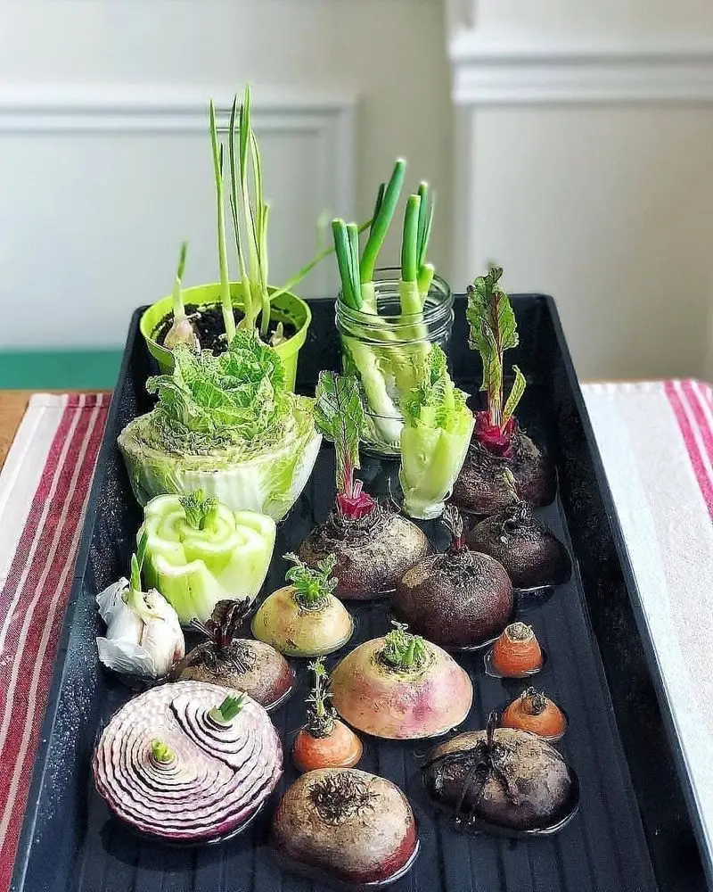 Cilantro Stem Revival