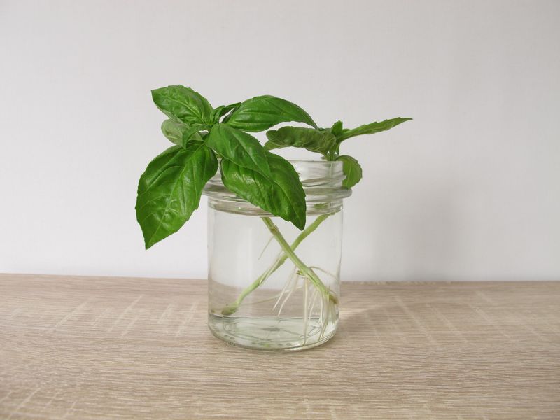 Cilantro Stems