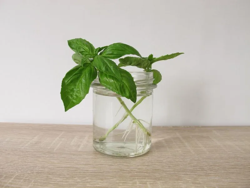 Cilantro Stems