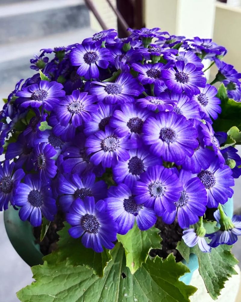 Cineraria
