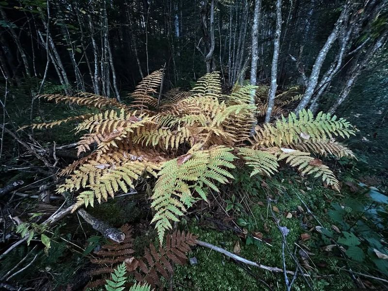 Cinnamon Fern