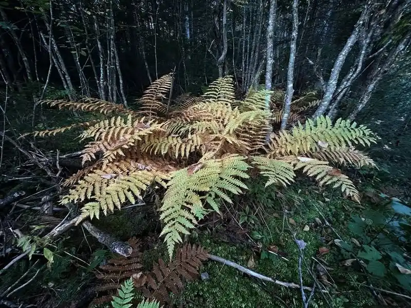 Cinnamon Fern