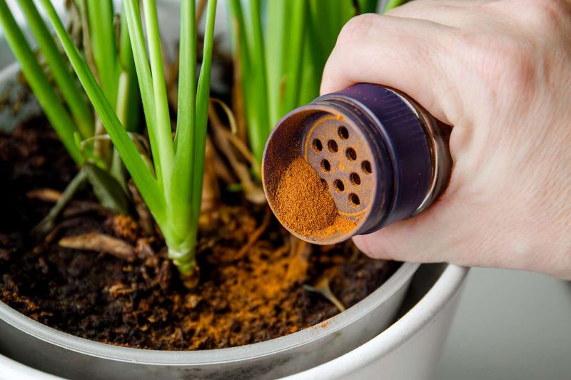 Cinnamon Fungicide