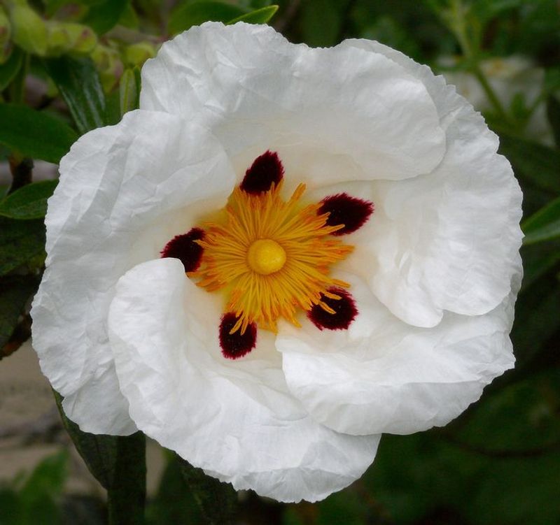 Cistus (Rockrose)