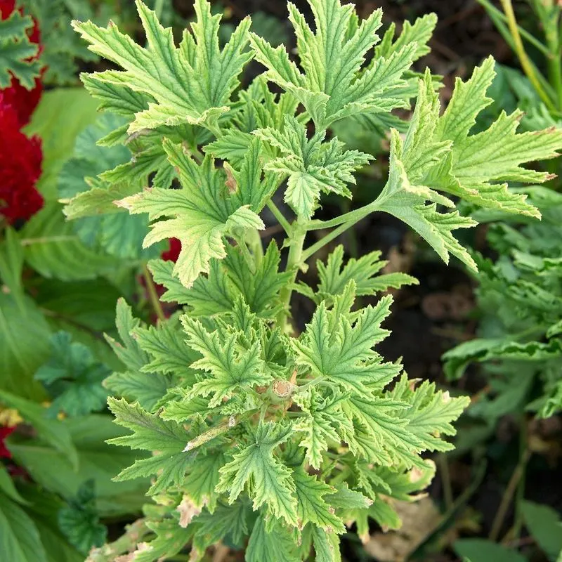 Citronella