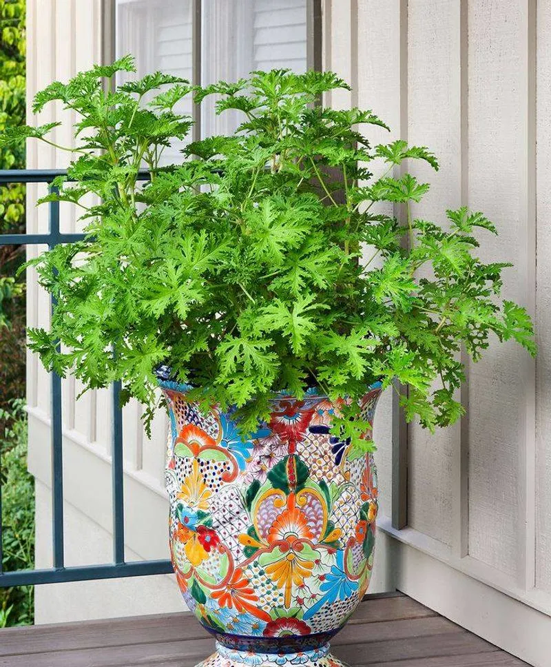 Citronella