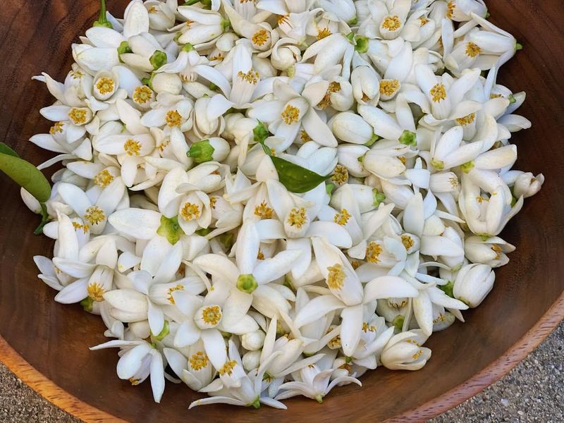 Citrus Blossoms