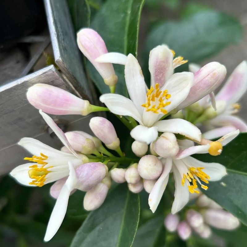 Citrus Blossoms