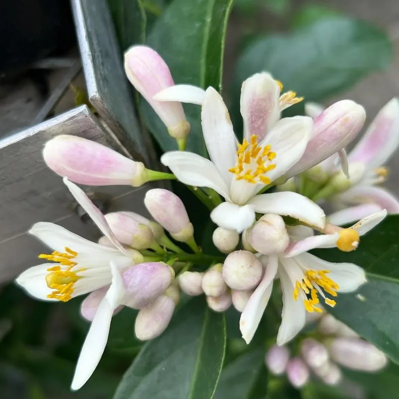 Citrus Blossoms
