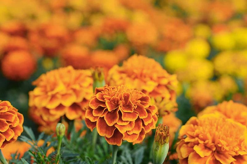 Marigold Flowers