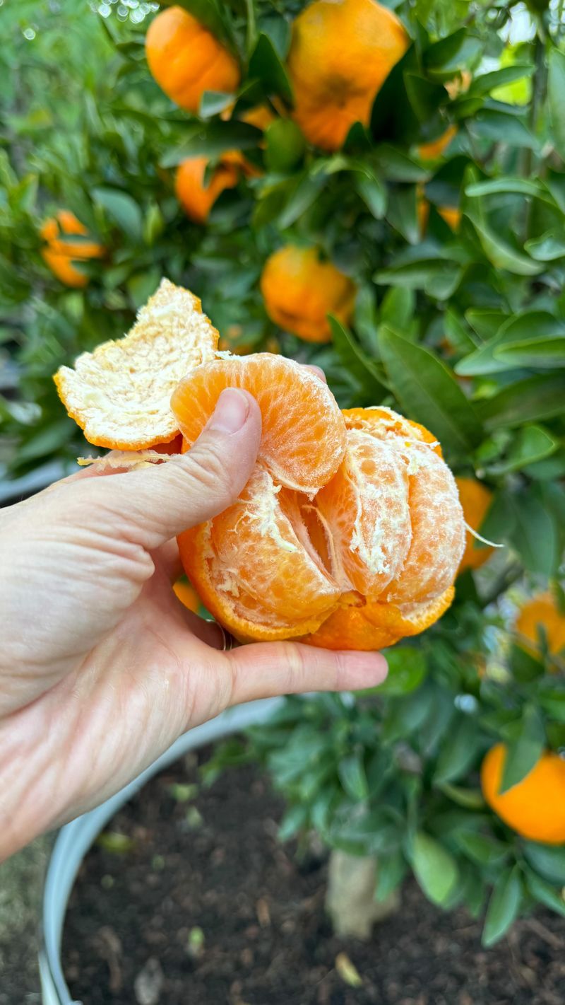 Citrus Peels