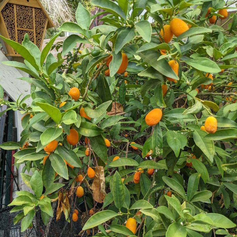 Citrus Trees