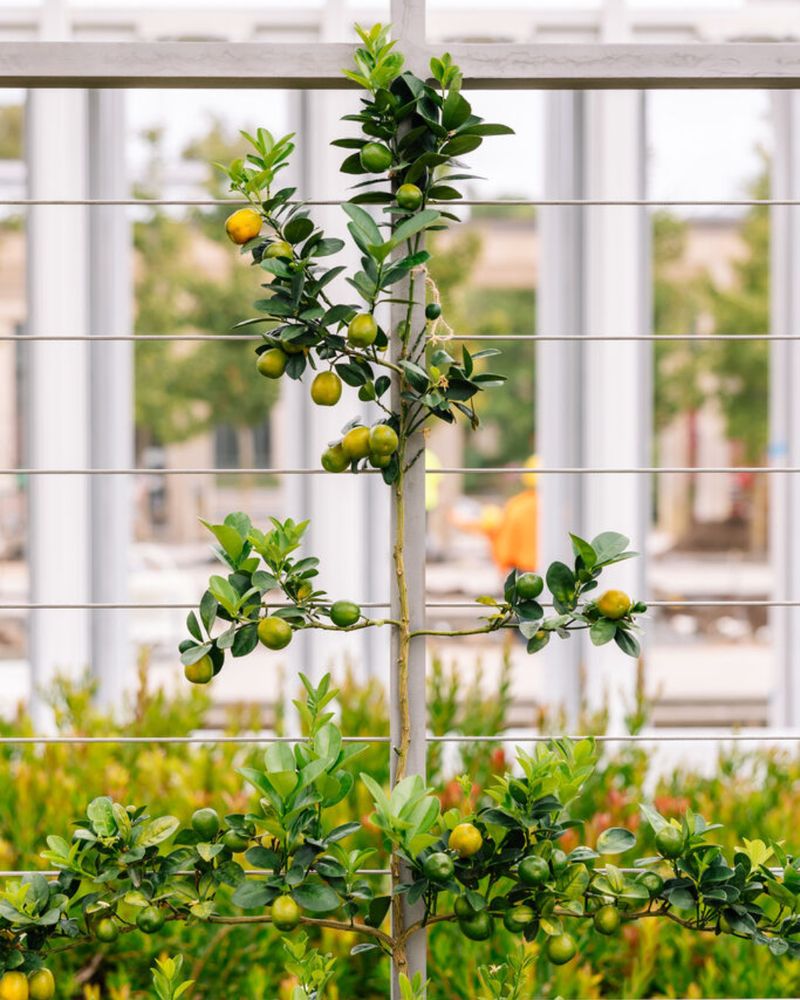 Citrus Trees