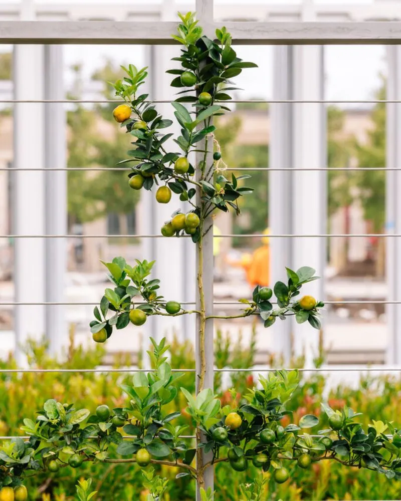 Citrus Trees